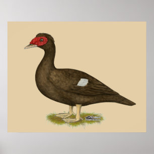 Poster Chocolat de canard à moisissures