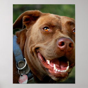 Poster Chocolat Lab Pit Mix Chien joyeux sourire