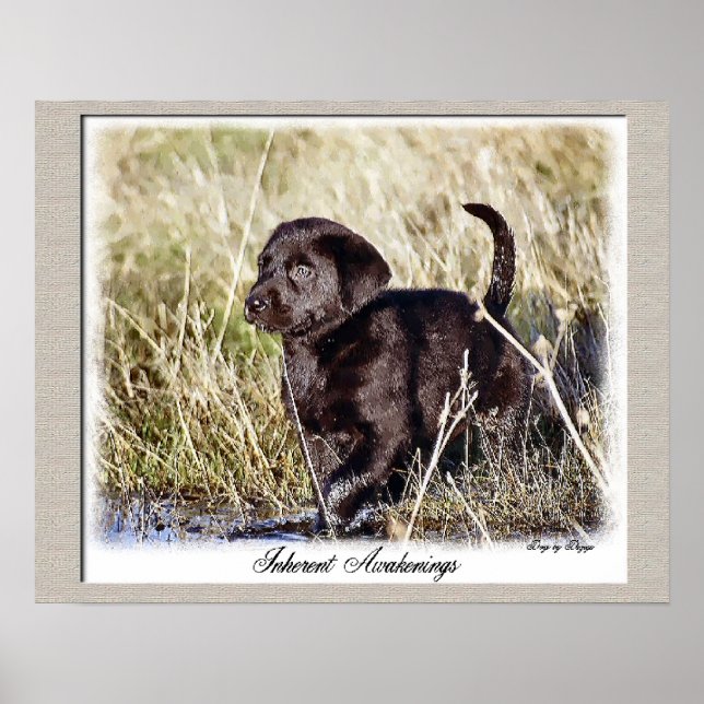 Poster Chocolat Labrador Retriever Art (Devant)