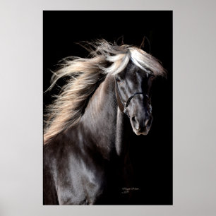 Poster Chocolat Rocky Mountain Horse