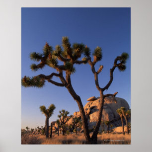 Poster Cholla cactus et Casquette Rock, Joshua Tree