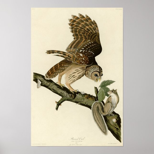 Poster Chouette barrée d'Audubon (Devant)