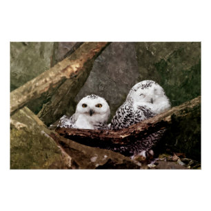 Poster Chouette Harfang Couple Art Bois Faune