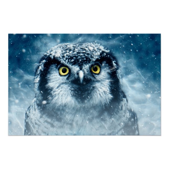 Poster Chouette neigeuse grands yeux (Devant)