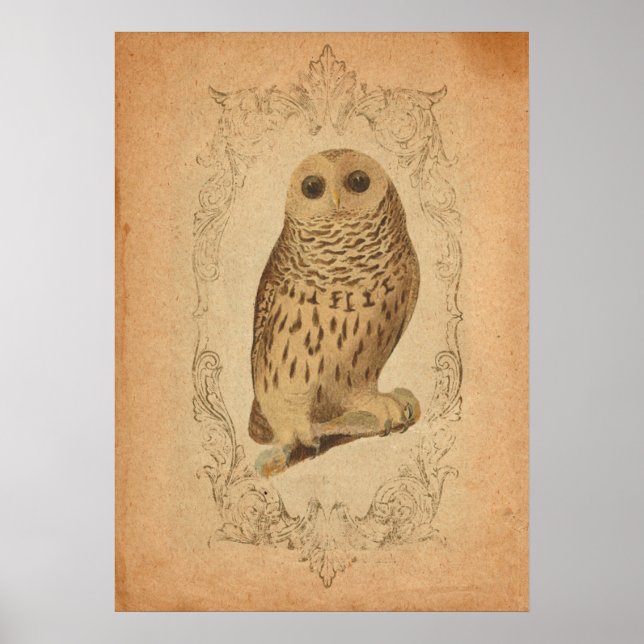 Poster Chouette vintage dans l'impression de cadre (Devant)