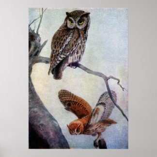 Poster Chouettes à cris de l'Est