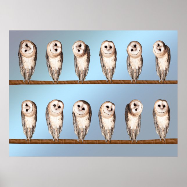 Poster Chouettes curieuses (Devant)