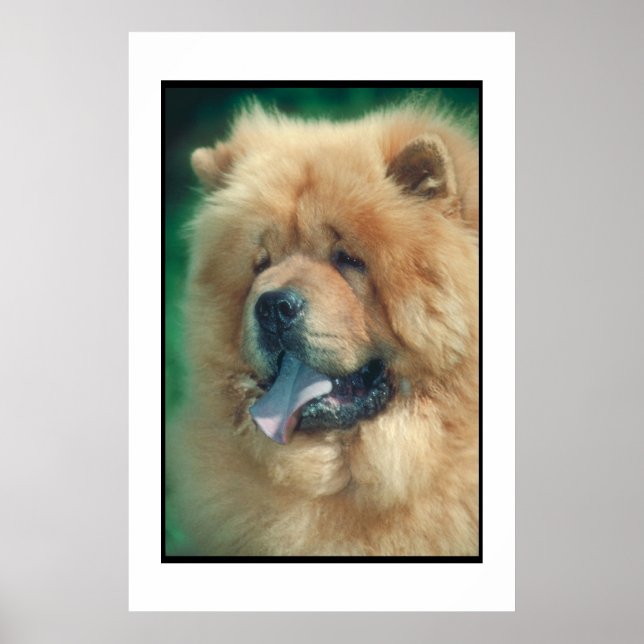 Poster Chow Chow (Devant)
