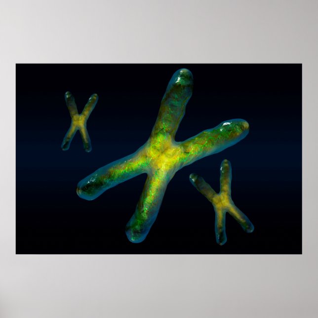 Poster Chromosomes (Devant)