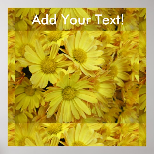Poster Chrysanthème Groupe Plante Jaune (Devant)