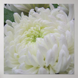 Poster Chrysanthemum