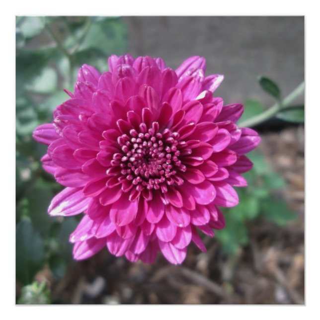 Poster Chrysanthemum Fleur rouge foncé (Devant)