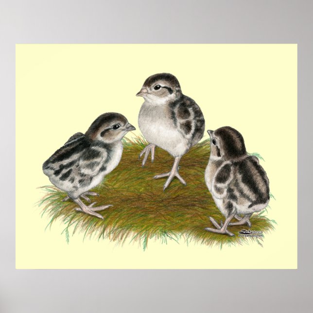 Poster Chukar Partridge Chicks (Devant)