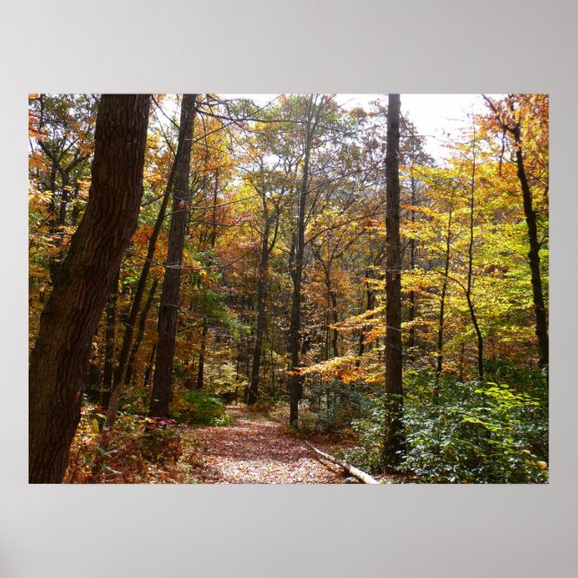 Poster Chute Sunlit dans le parc national de Laurel Hill (Devant)