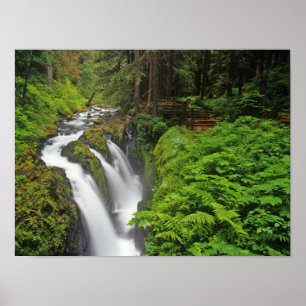 Poster Chutes Sol Duc dans le parc national olympique à
