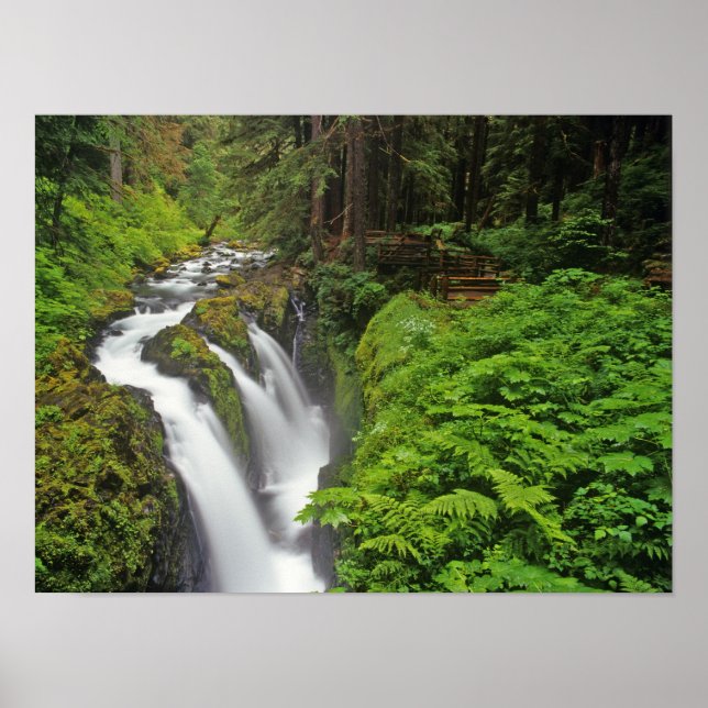 Poster Chutes Sol Duc dans le parc national Olympique à (Devant)