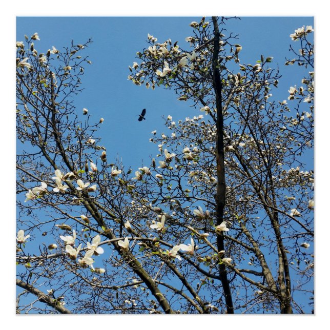 Poster ciel au printemps (Devant)