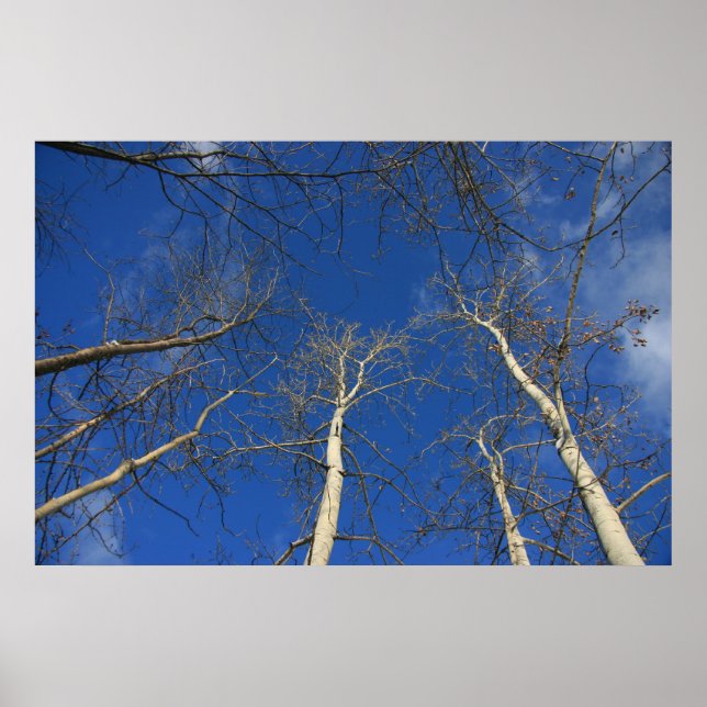 Poster Ciel d'hiver (Devant)