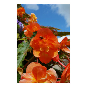 Poster ciel, fleurs et abeille