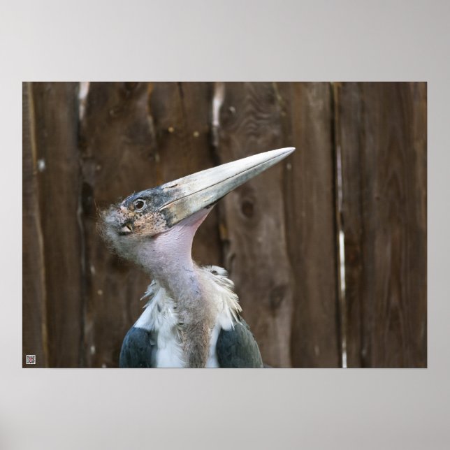 Poster Cigogne marabou (Devant)