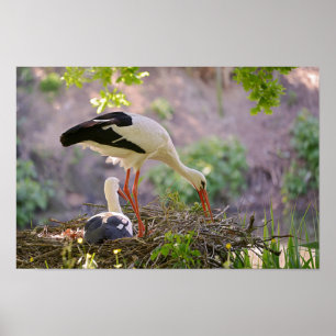 Poster cigognes blanches sur son nid