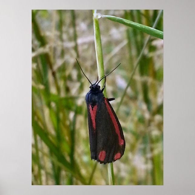 Poster Cinnabar Moth (Devant)