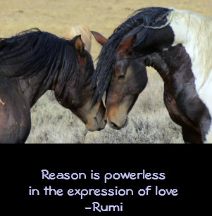 Cadeaux Citation De Cheval Zazzle Fr Cadeaux Citation De Cheval Zazzle Fr