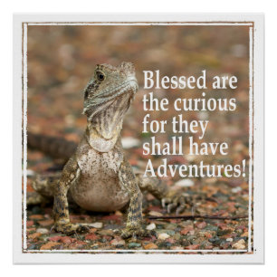 Poster Citation curieuse