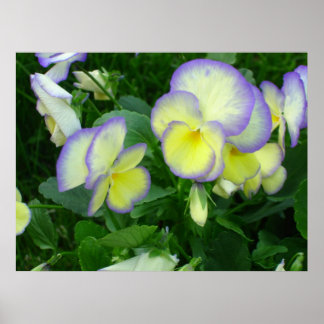 Poster citron jaune