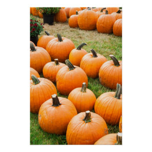 Poster Citrouilles à vendre sur un marché agricole