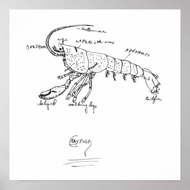 Poster classe d'anatomie des écrevisses 1925 (Devant)