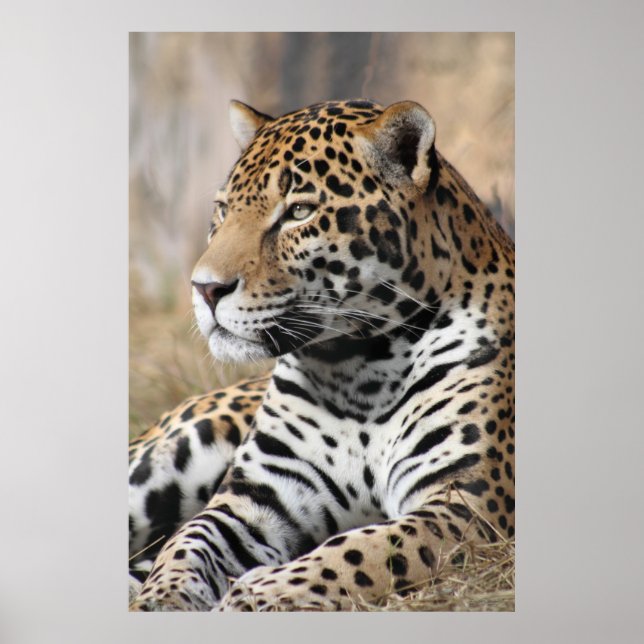 Poster classique Jaguar -40x60 -autres tailles aus (Devant)