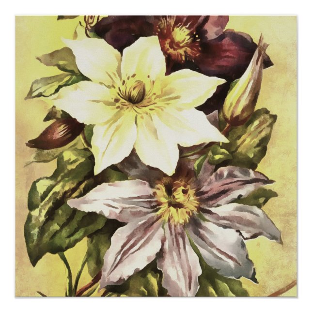 Poster Clematis Flower Growers Art botanique (Devant)