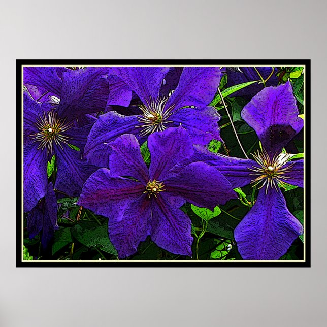 Poster Clematis pourpre (Devant)