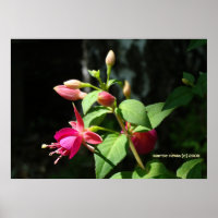 Cloches roses