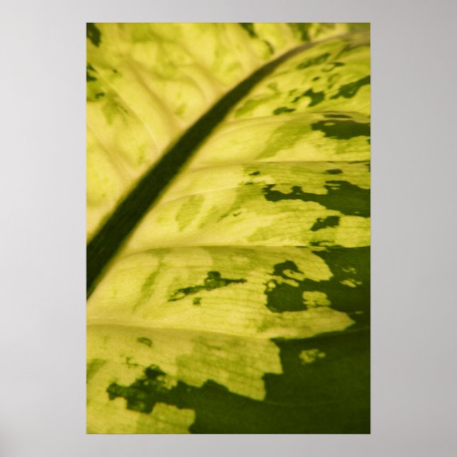 Poster Close-up Picture of Spotted Dumb Cane (Devant)