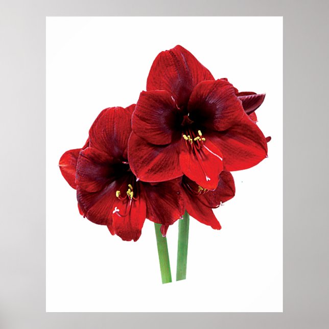Poster Closeup de l'affiche de Red Amaryllis (Devant)