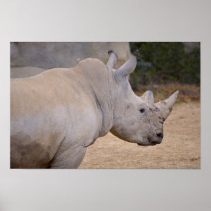 Poster Closeup de rhinocéros blanc