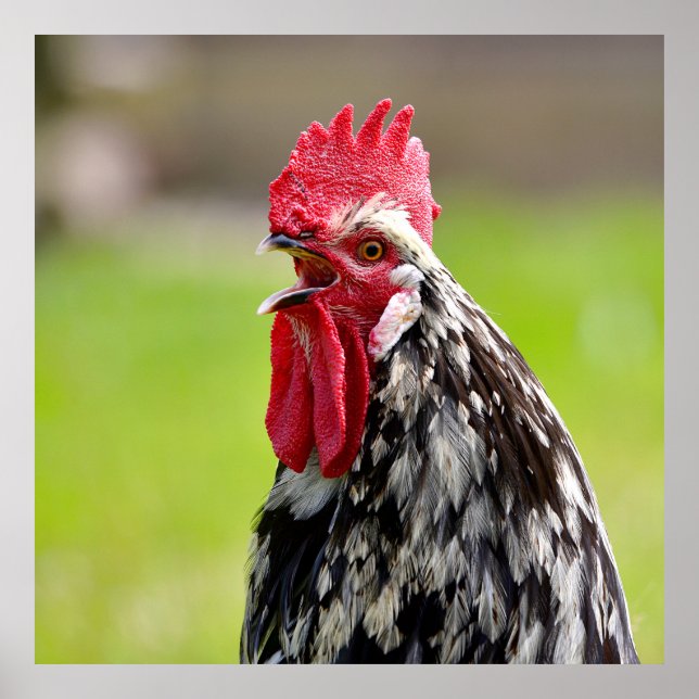 Poster Closeup rooster crowing (Devant)