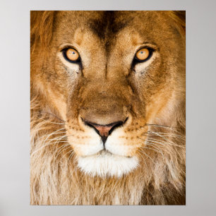 Poster Closeuse de la face du lion