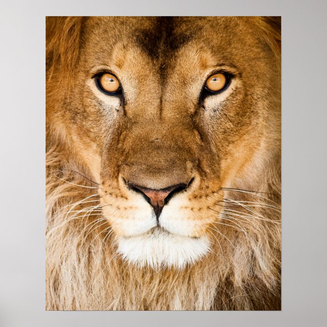 Poster Closeuse de la face du lion (Devant)