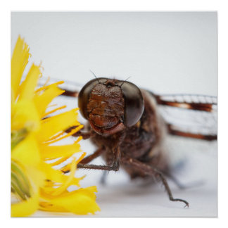 Poster Closeuse libellule face et jaune Dandelion fleur
