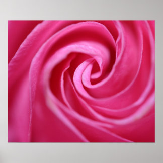 Poster Closeuse rose