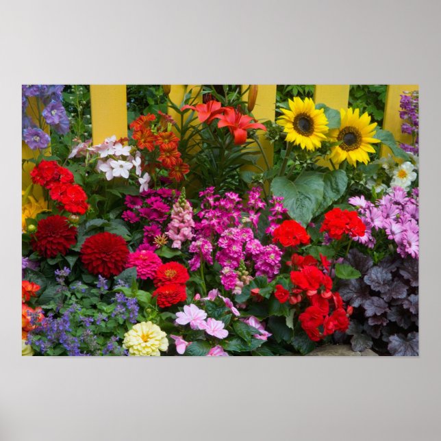Poster Clôture blanche avec jardin de fleurs en (Devant)
