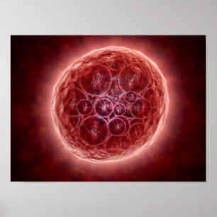 Poster Cluster De Blastomères Formant Une Morula