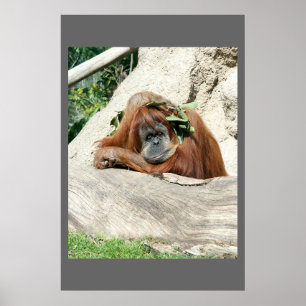 Poster Clyde