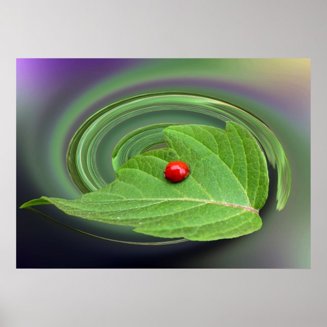 Poster coccinelle (Devant)
