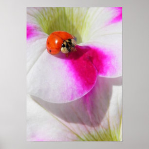 Poster Coccinelle sur l'affiche de pétunia
