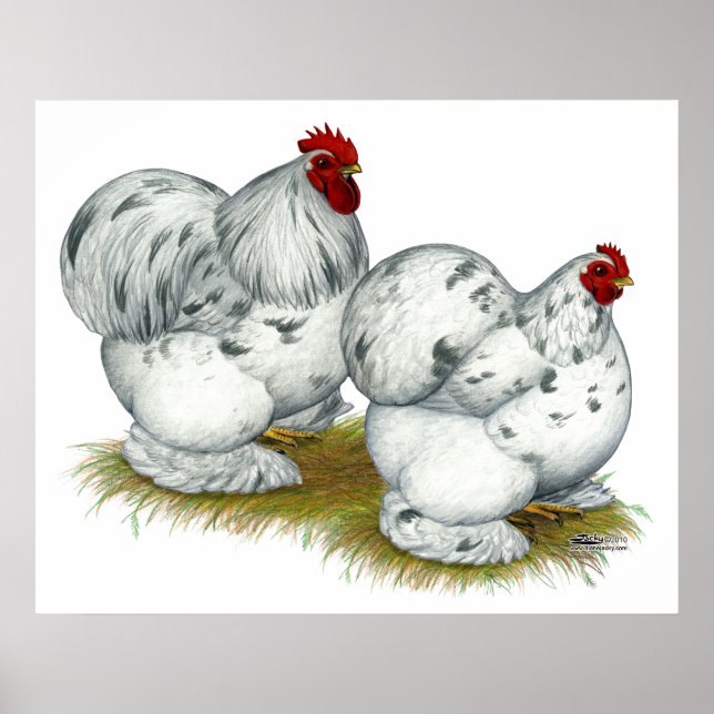 Poster Cochin : Splash Bantams (Devant)