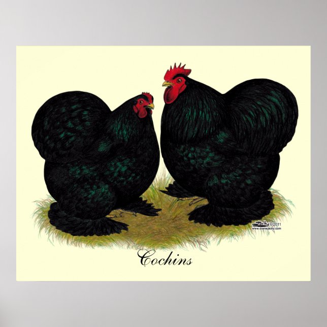 Poster Cochins Black Bantam Paire (Devant)